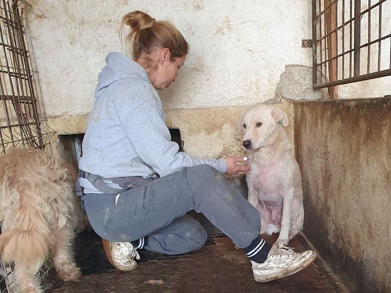 ♥MICHA♥ süßer, ganz sanfter, zurückhaltender, aber völlig erschöpfter und viel zu dünner Rüde 53 cm