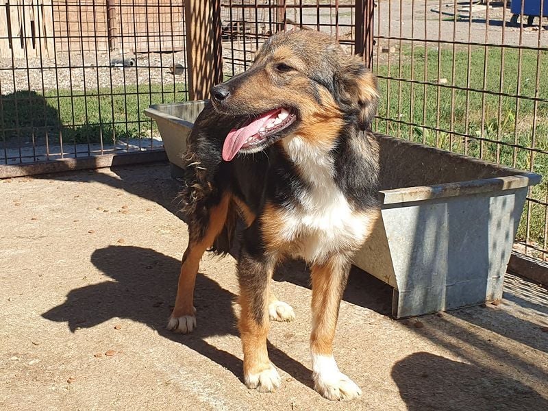 ♥MILO♥ entzückender, verschmuster, sportlicher Junghund; der ideale Familienhund - mittelgroß