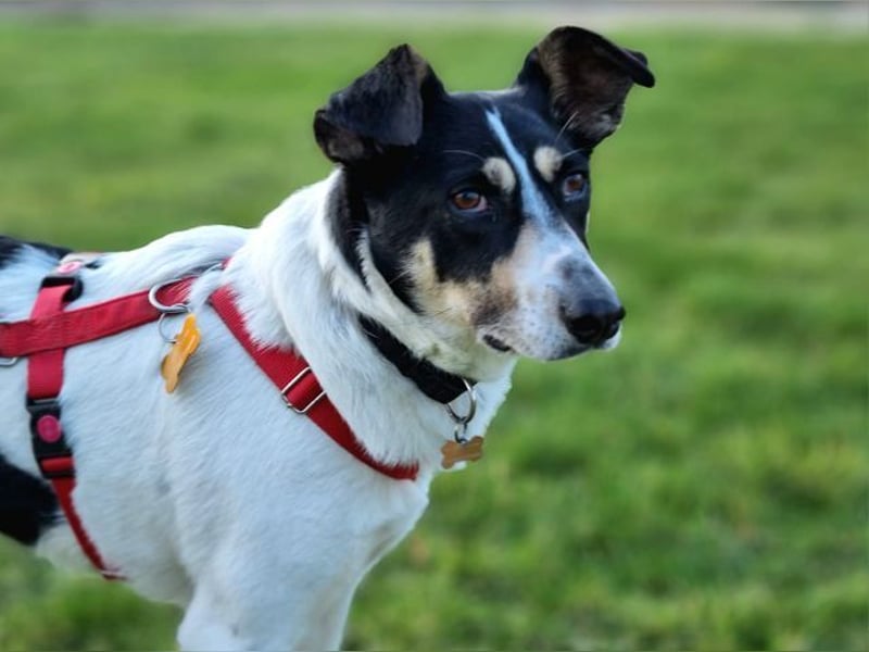 ♥AMANDA♥ auf Pflegestelle bei Köln - süße, verschmuste und unkomplizierte Hündin 54 cm