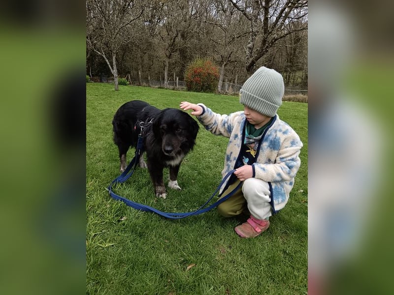 ♥SVENJA♥ auf Pflegestelle bei Leverkusen - wunderschöne, verschmuste Hündin mit längerem Fell 54cm