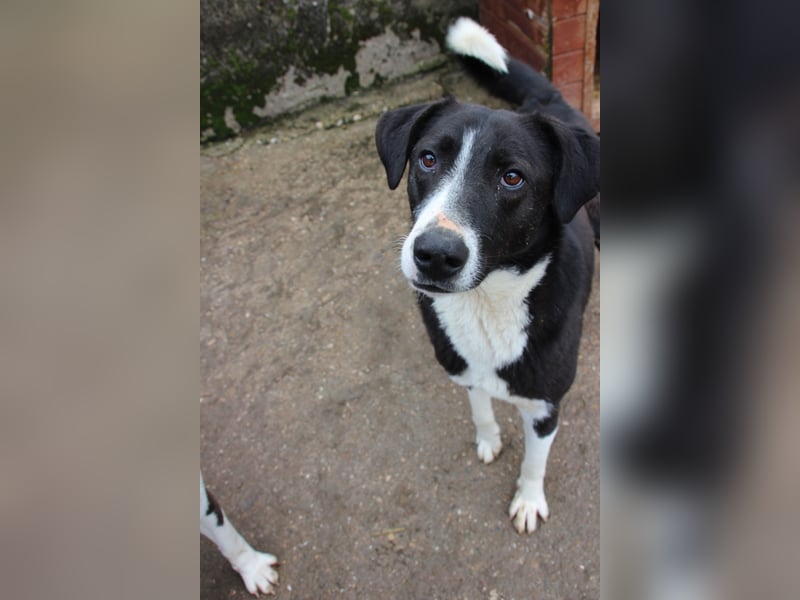 ⭐️YASIN⭐️, toller Typ, Rüde, 2,5 Jahre, 56 cm, Mischling, Tierschutz