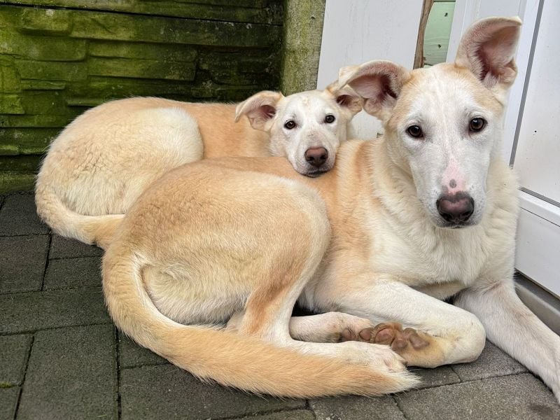 ♥SINA♥ neu auf Pflegestelle bei Köln - zuckersüße, noch etwas unsichere Juniorin 59 cm