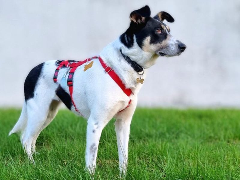 ♥AMANDA♥ auf Pflegestelle bei Köln - süße, verschmuste und unkomplizierte Hündin 54 cm