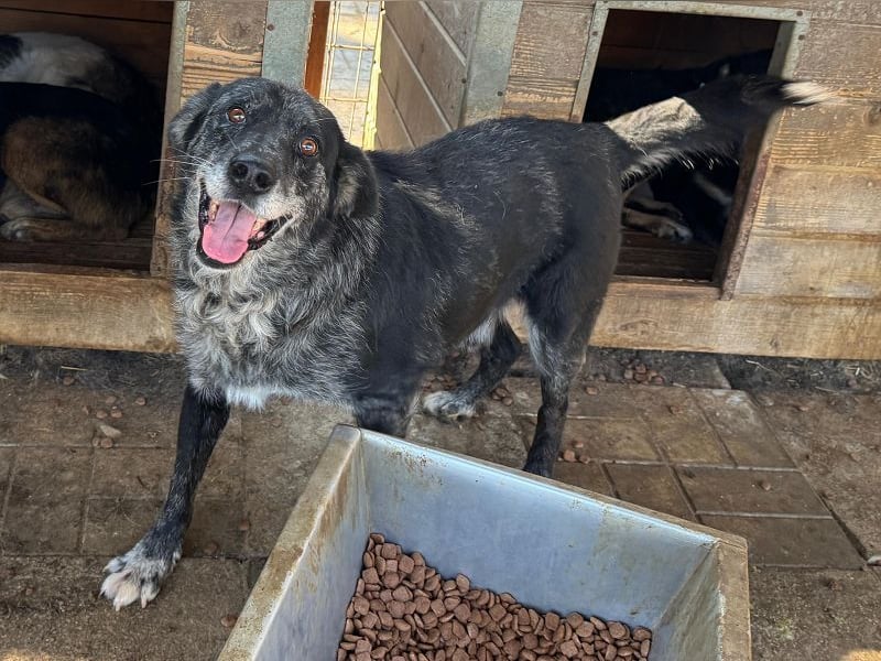 ♥JACKO♥ unglaublich lieber und menschenbezogener Senior, der schon 4 Jahre im Tierheim wartet 53 cm