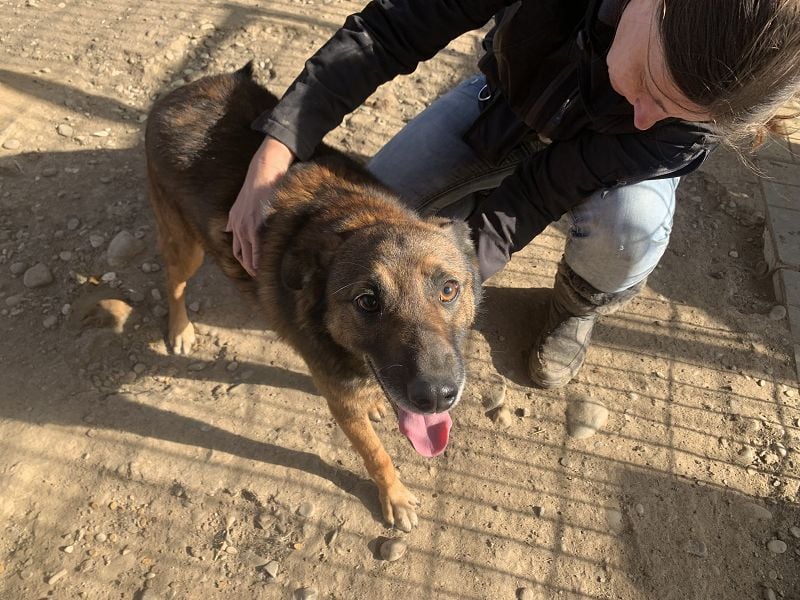 ♥AURELIAN♥ wunderschöner, sehr menschenbezogener, lebensfroher, sportlicher Rüde 56 cm