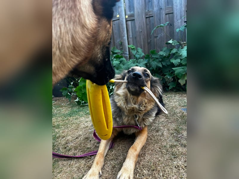 DIANA, coole Begleiterin, 4 Jahre, 55 cm, Pflegestelle Duisburg, Tierschutz Rumänien