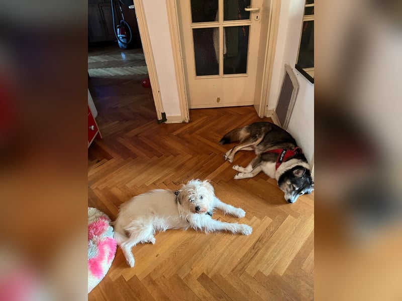 PUCKI, Husky-Border Collie-Mix, 7 Jahre, 60 cm, Pflegestelle Düsseldorf, Tierschutz