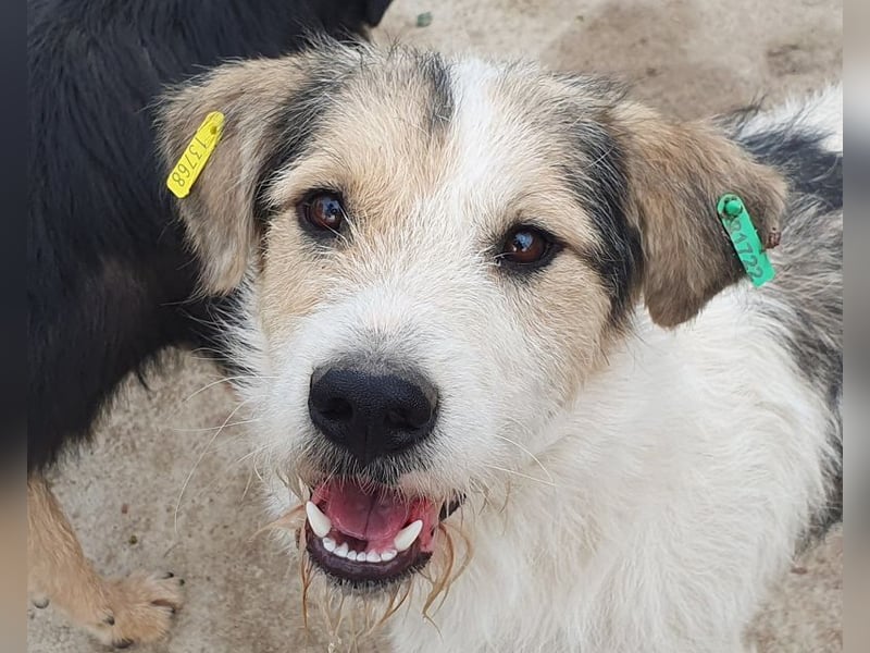 ♥WICKI♥ wunderbarer, unglaublich zutraulicher Gute-Laune-Hund, der einfach zum Verlieben ist 58 cm