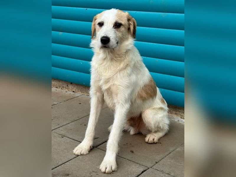 ♥MARLON♥ auf Pflegestelle bei Köln - hübscher, sehr menschenbezogener, kluger und aktiver Rüde 54 cm