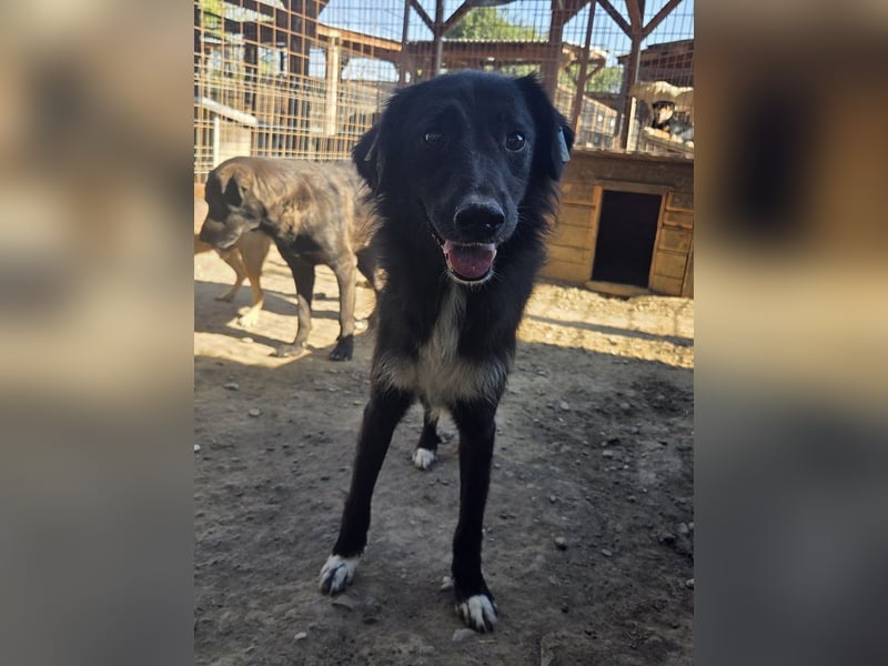 ♥MAURILIO♥ zuckersüßer, sanfter, noch vorsichtiger Rüde, der schon 3 Jahre im Tierheim lebt 55 cm