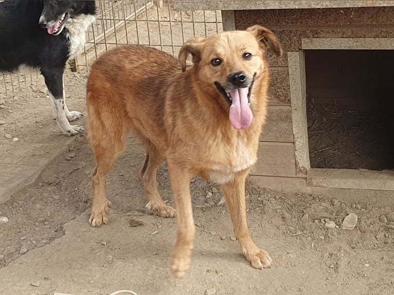 ♥JAKOB♥ süßer, anhänglicher Rüde voller Emotionen, der so viel Herz und Lebensfreude hat 56 cm