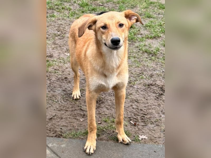 ♥GORBI♥ auf Pflegestelle bei Köln - aufgeschlossener, fröhlicher, anhänglicher Junior 52 cm