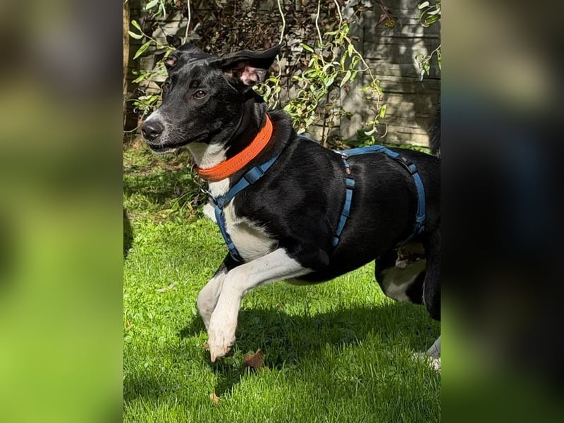 ♥ARNO♥ auf Pflegestelle bei Duisburg - bildhübscher, fröhlicher, verspielter Junior 53cm