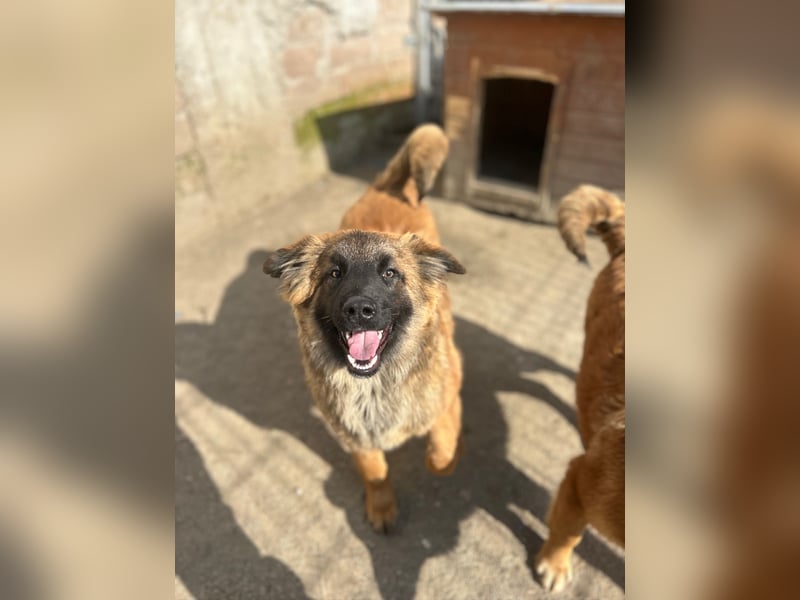 ⭐️TET⭐️, aktiver Jungspund, Malinois-Mischling, 11 Monate, 56 cm, Mischling, Tierschutz Rumänien