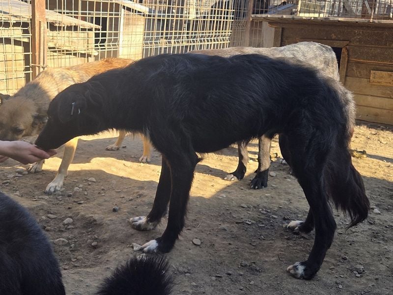 ♥MAURILIO♥ zuckersüßer, sanfter, noch vorsichtiger Rüde, der schon 3 Jahre im Tierheim lebt 55 cm