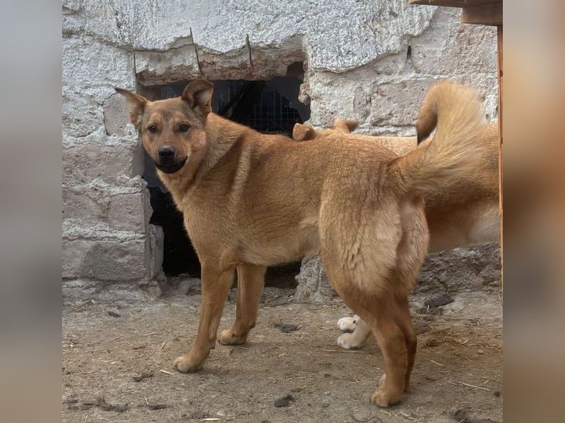 ⭐️BROWN BEAUTY⭐️, feinfühlige Hündin, 2 Jahre, 55 cm, Mischling, Tierschutz Rumänien