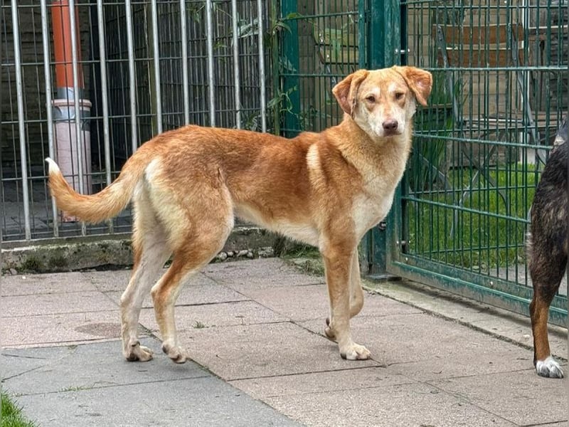 ♥GHANDI♥ neu auf Pflegestelle bei Köln - wunderbarer, ganz menschenbezogener Rüde 57 cm