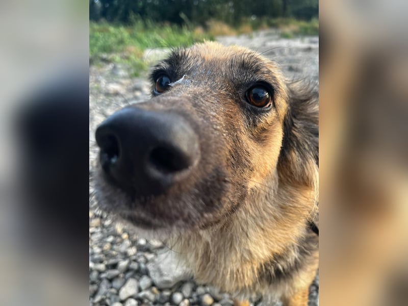 DIANA, coole Begleiterin, 4 Jahre, 55 cm, Pflegestelle Duisburg, Tierschutz Rumänien