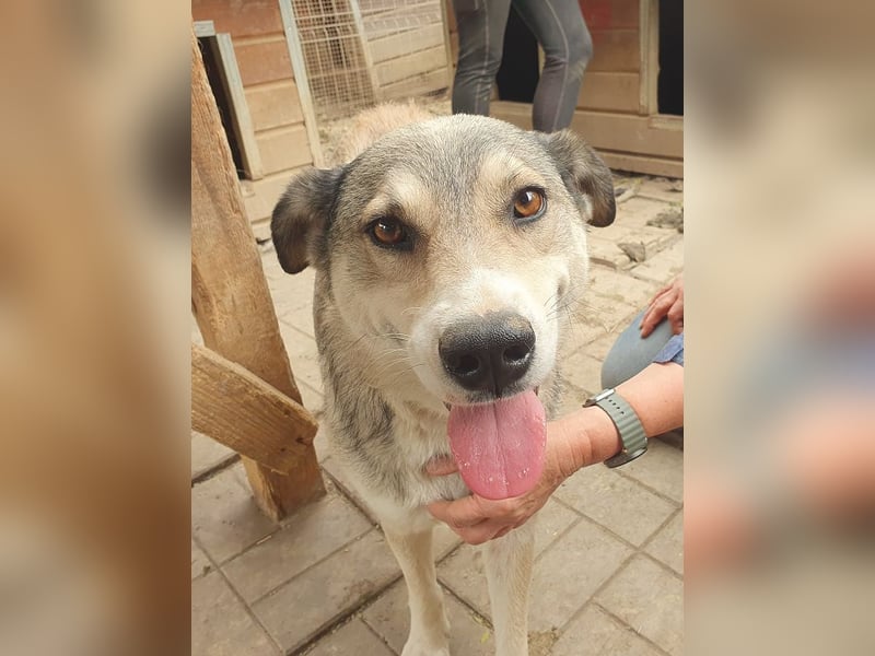 ♥QUENTIN♥ unglaublich menschenbezogener, verschmuster Rüde, der schon ein Zuhause hatte 55 cm