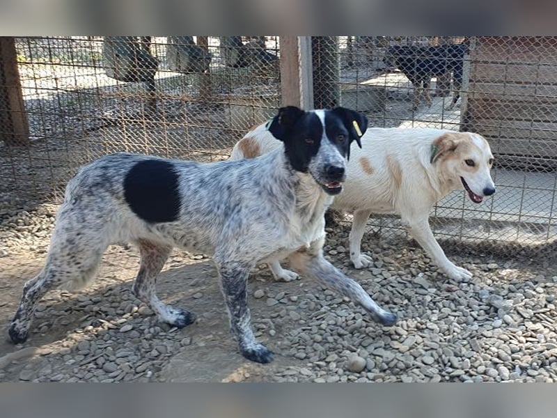 ♥NELIA♥ hübsche, weiß gepunktete, süße Hündin mit einem sensiblen, zurückhaltenden Wesen 56 cm