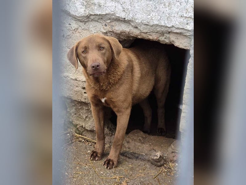 ⭐️DUKE⭐️, ängstlicher Hundejunge, 1 Jahr, 55 cm, Mischling, Tierschutz Rumänien