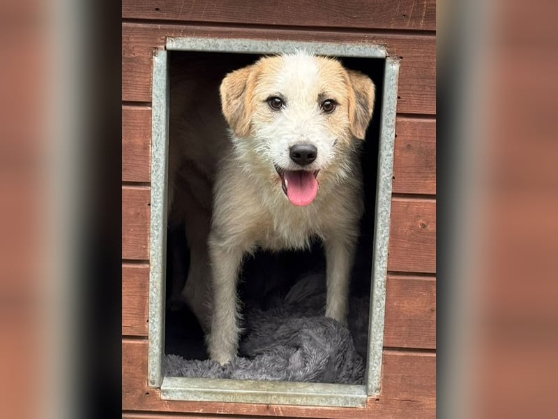 ♥MARLON♥ auf Pflegestelle bei Köln - hübscher, sehr menschenbezogener, kluger und aktiver Rüde 54 cm
