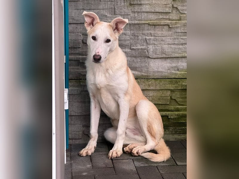 ♥SEPPI♥ neu auf Pflegestelle bei Köln - süßer, etwas zurückhaltender Junior 59 cm