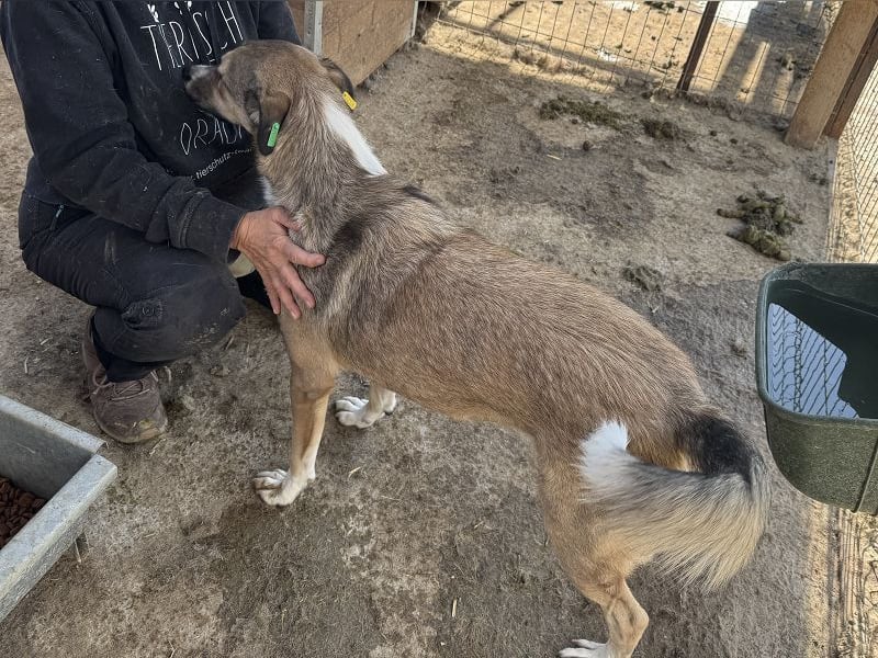 ♥TORA♥ unglaublich liebe, sehr aufgeschlossene, verschmuste Hündin - einfach ein Schatz 56 cm