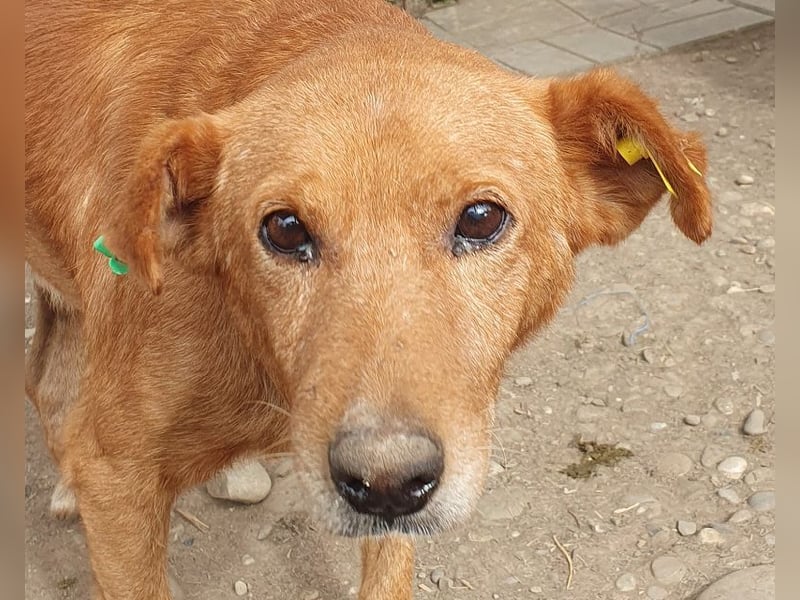 NOTFALL♥OSKAR♥ so lieber, dankbarer, ganz zutraulicher armer Tropf,der im Tierheim stark abbaut 52cm