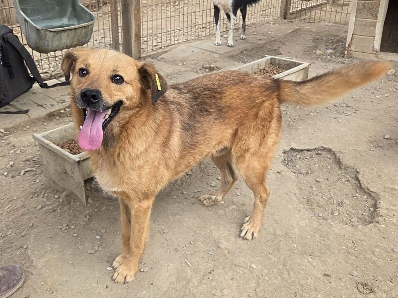 ♥JAKOB♥ süßer, anhänglicher Rüde voller Emotionen, der so viel Herz und Lebensfreude hat 56 cm