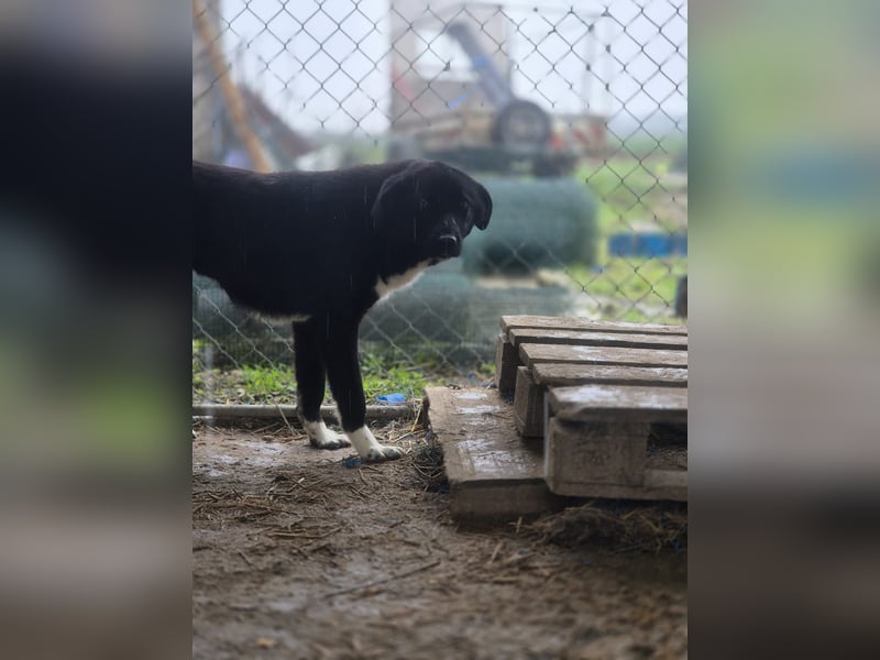 TAIN, sucht Hundeprofis, 10 Monate, 54 cm, Rüde, Herdenschutz-Mix, Tierschutz Rumänien