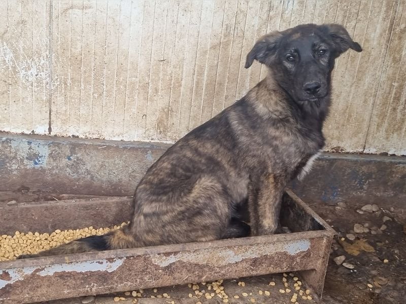 ♥MELISSA♥ unfassbar menschenbezogene, wunderschöne gestromte Junghündin - wird größer