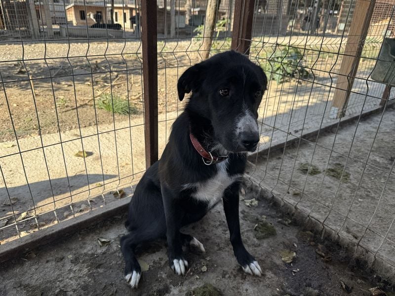 ♥TESSA♥ so liebe, zarte, sensible Hündin, die von ihrem Besitzer im Tierheim abgegeben wurde 58 cm