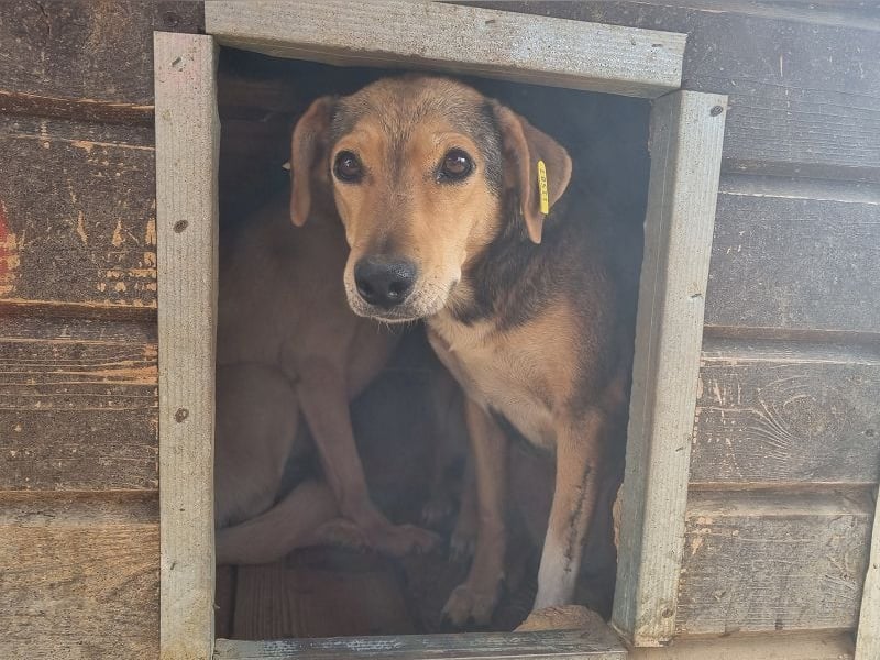 ♥STELLA♥ wunderbare, sehr liebe Seele von einer Hündin 53 cm