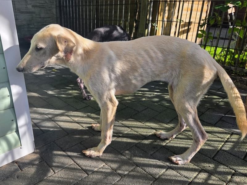 ♥NALA♥ am 11.Okt bei "Tiere suchen ein Zuhause" - süße, verschmuste, viel zu dünne Juniorin 53 cm
