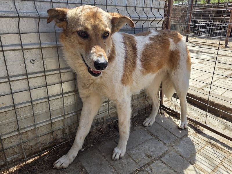 ♥SALINA♥ hübsche, so liebenswerte, sensible Hündin, die unglaubliche 5 Jahre im Tierheim wartet 56cm