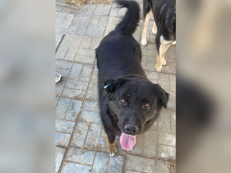 ♥RABAN♥ ganz menschenbezogener, sehr liebenswerter Rüde mit den schicken Stiefeln 57cm