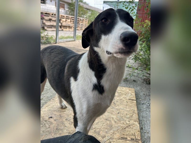 ⭐️GERDI⭐️, tolle Hündin, 3 Jahre, 57 cm, Mischling, Tierschutz Rumänien