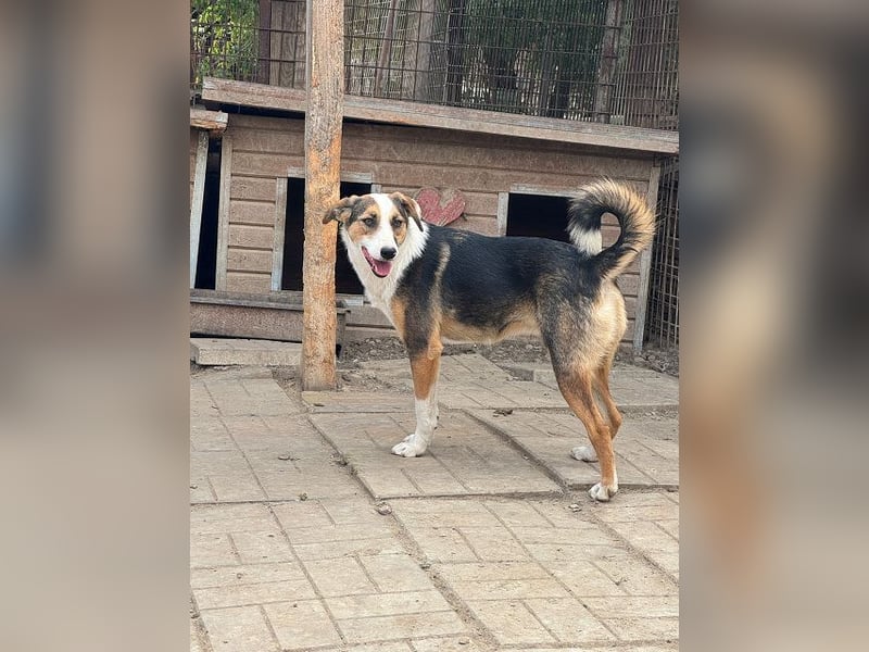 ♥ELDA♥ besonders schöne tricolor-farbene, ganz liebe, sanfte Junghündin von schlanker Statur 53 cm