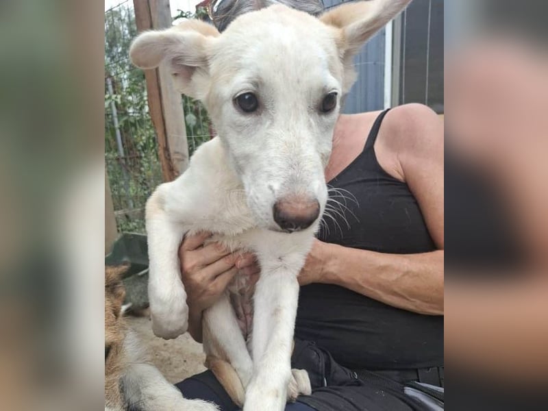 ♥SINA♥ neu auf Pflegestelle bei Köln - zuckersüße, verspielte Juniorin 59 cm