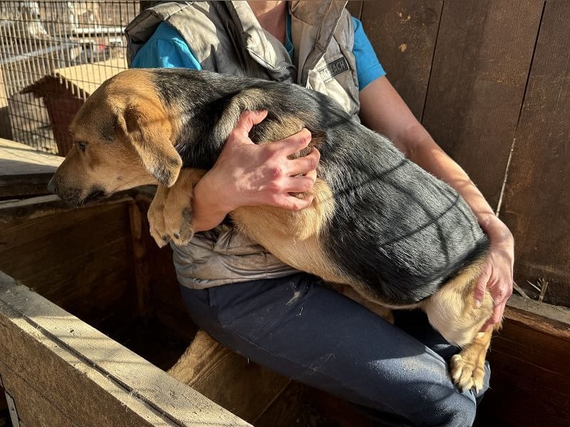 ♥VITA♥ sehr zutrauliche, liebe, neugierige Schmusebacke 52 cm