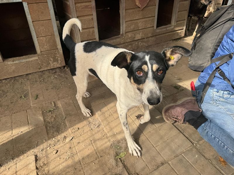 ♥AMANDA♥ süße, anhängliche, verschmuste und unkomplizierte Hündin 54 cm