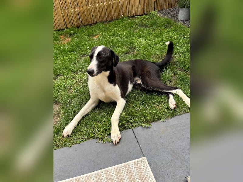 YAFFA, superliebe Spätzünderin, Pflegestelle Köln, 56 cm, 2,5 Jahre, Mischling, Tierschutz Rumänien