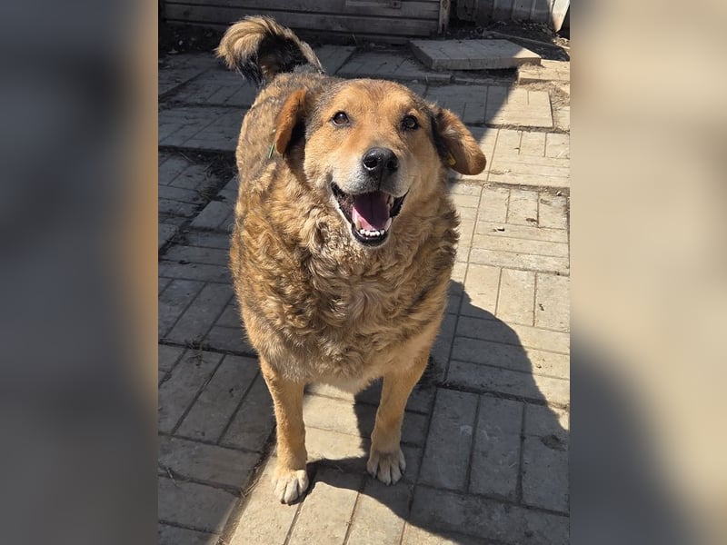 ♥BOSKO♥ verschmuster, bezaubernder, lockiger Rüde - eine echte Knutschkugel 51 cm