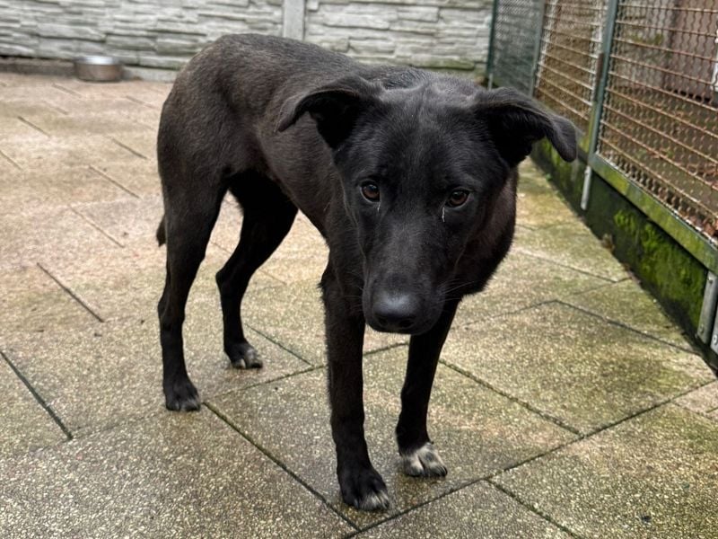 ♥LANA♥ neu auf Pflegestelle bei Köln - bewegungsfreudige, offene schwarze Schönheit 56cm