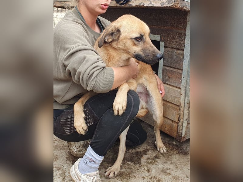 ♥MIRO♥ wunderschöner, ganz liebenswerter Schatz, der sicher schnell Vertrauen fasst 57 cm