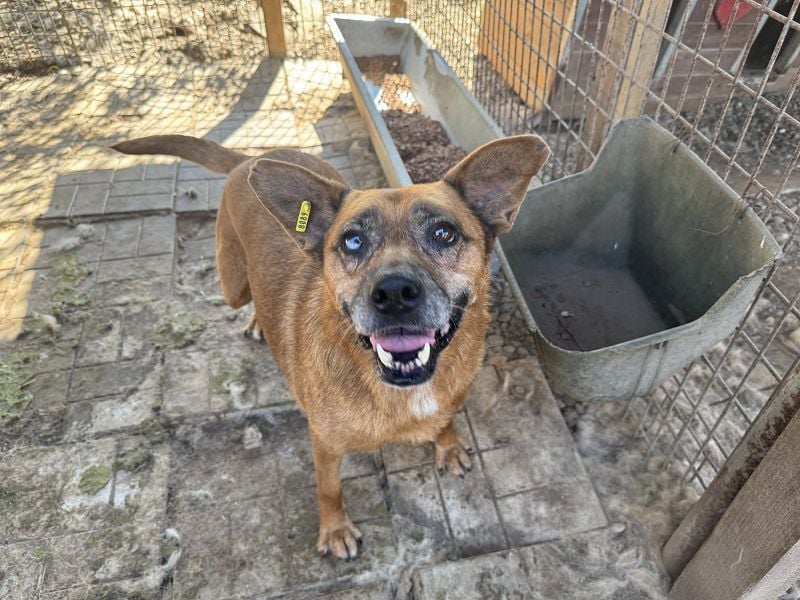 NOTFALL ♥LITCHIE♥ süße, verschmuste, tolle Seniorhündin, für die wir einen Gnadenplatz suchen 56 cm