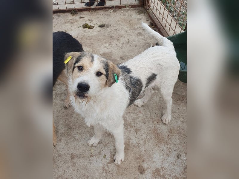 ♥WICKI♥ wunderbarer, unglaublich zutraulicher Gute-Laune-Hund, der einfach zum Verlieben ist 58 cm