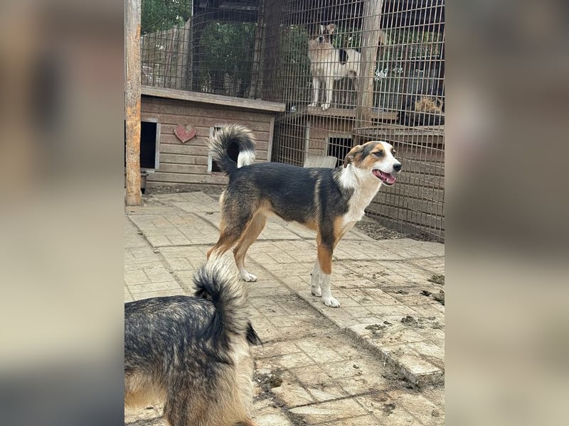 ♥ELDA♥ besonders schöne tricolor-farbene, ganz liebe, sanfte Junghündin von schlanker Statur 53 cm