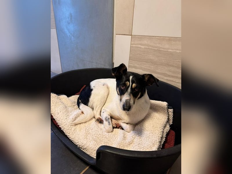 ♥AMANDA♥ auf Pflegestelle bei Köln - süße, verschmuste und unkomplizierte Hündin 54 cm